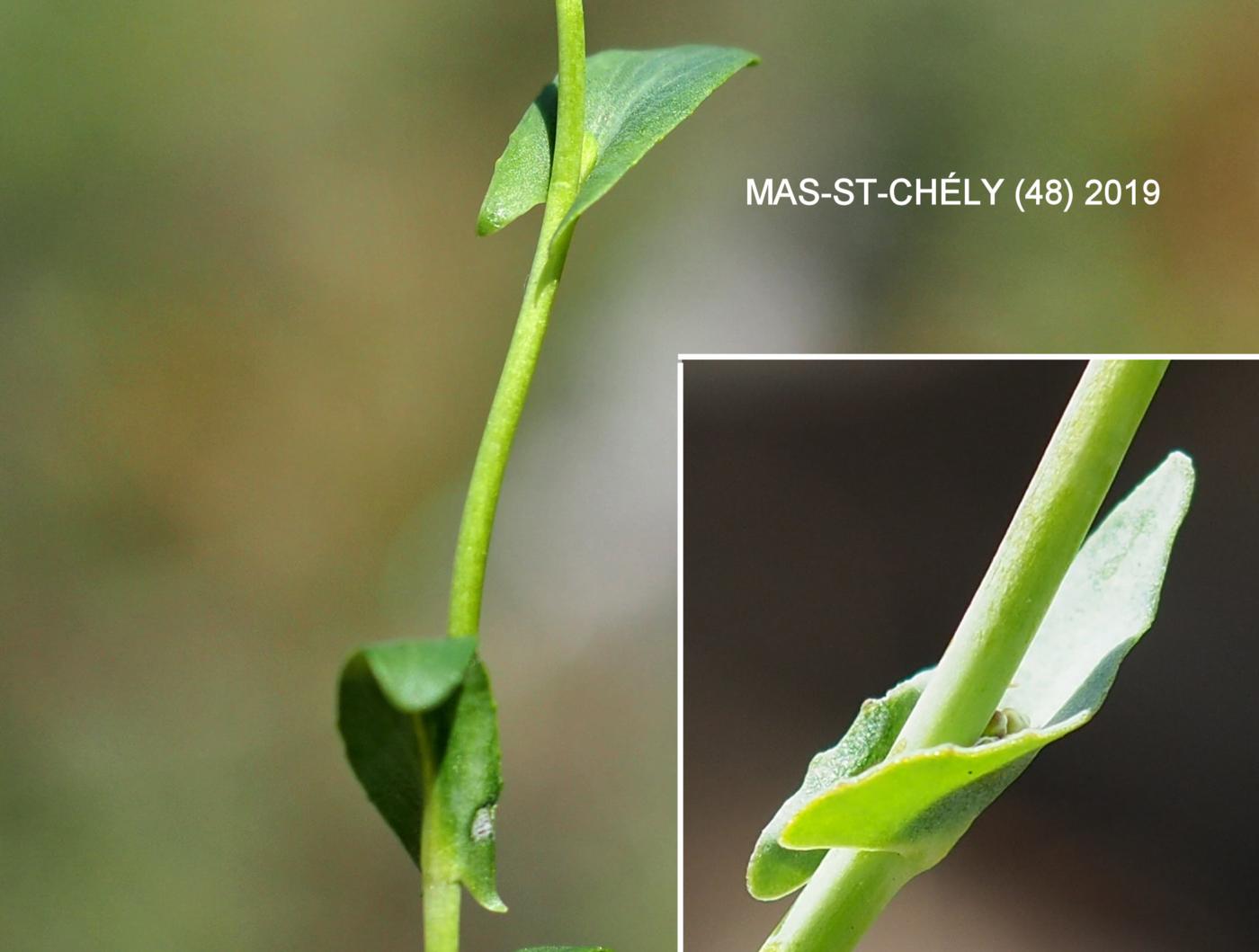 Pennycress, Alpine leaf